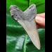 10,0 cm  blau-grauer Zahn des Megalodon