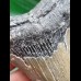10,0 cm  blau-grauer Zahn des Megalodon
