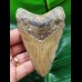 10.3 cm light-coloured tooth of the Megalodon