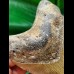 10.3 cm light-coloured tooth of the Megalodon