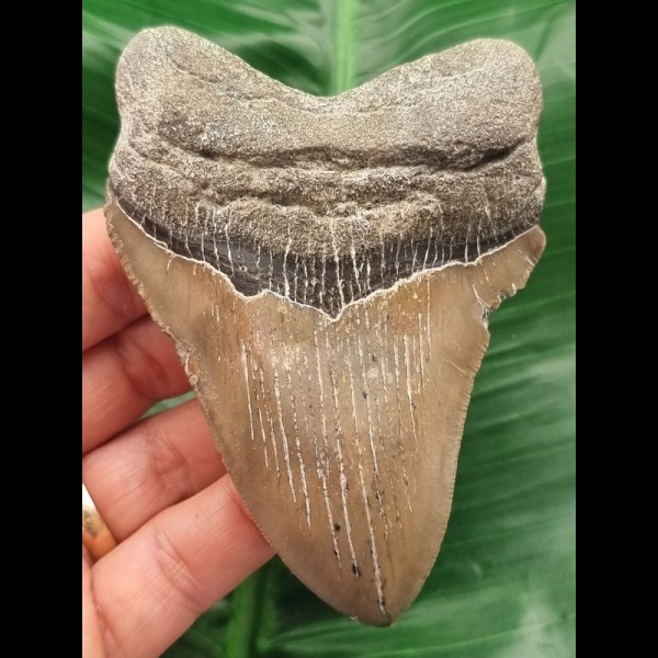 10.1 cm tooth of the Megalodon shark with curved tooth crown