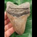 10.1 cm tooth of the Megalodon shark with curved tooth crown
