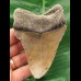10.1 cm tooth of the Megalodon shark with curved tooth crown