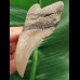 10.1 cm tooth of the Megalodon shark with curved tooth crown