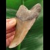 10.1 cm tooth of the Megalodon shark with curved tooth crown