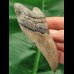 10.1 cm tooth of the Megalodon shark with curved tooth crown
