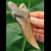 10.1 cm tooth of the Megalodon shark with curved tooth crown