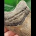 10.1 cm tooth of the Megalodon shark with curved tooth crown