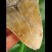 10.1 cm tooth of the Megalodon shark with curved tooth crown