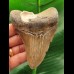 10,4 cm brauner Zahn des Megalodon