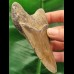 10,4 cm brauner Zahn des Megalodon
