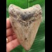 10.5 cm grey tooth of the Megalodon