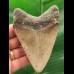 10.5 cm grey tooth of the Megalodon