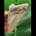 10.5 cm grey tooth of the Megalodon