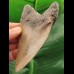 10.5 cm grey tooth of the Megalodon