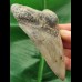 10.5 cm grey tooth of the Megalodon