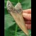 10.5 cm grey tooth of the Megalodon
