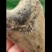 10.5 cm grey tooth of the Megalodon
