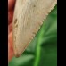 10.5 cm grey tooth of the Megalodon