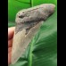 11,0 cm dolchförmiger grauer Zahn des Megalodon