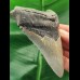 11,0 cm dolchförmiger grauer Zahn des Megalodon