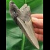 11,0 cm dolchförmiger grauer Zahn des Megalodon