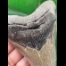 11,0 cm dolchförmiger grauer Zahn des Megalodon