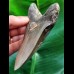 11,6 cm braun-grauer Zahn des Megalodon