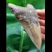 11,6 cm braun-grauer Zahn des Megalodon