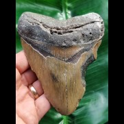 12,5 cm brauner Zahn des Megalodon