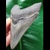 10,2 cm blau-grauer glänzender Zahn des Megalodon
