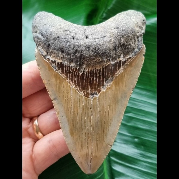 10,5 cm grau-blauer Zahn des Megalodon