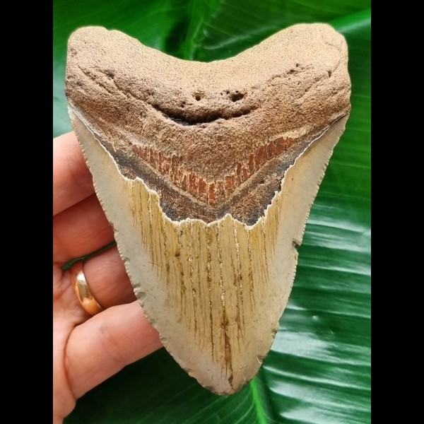 11.0 cm brown tooth of the Megalodon