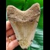 11.0 cm brown tooth of the Megalodon