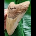 11.0 cm brown tooth of the Megalodon