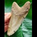 11.0 cm brown tooth of the Megalodon