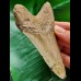 11.0 cm brown tooth of the Megalodon