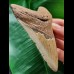 11.0 cm brown tooth of the Megalodon