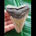 8.2 cm smaller brown tooth of the Megalodon