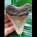 8.2 cm smaller brown tooth of the Megalodon