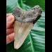 8.2 cm smaller brown tooth of the Megalodon