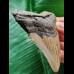 8.2 cm smaller brown tooth of the Megalodon