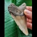 8.2 cm smaller brown tooth of the Megalodon
