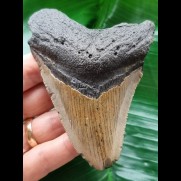 9,8 cm brauner Zahn des Megalodon