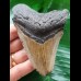 9.8 cm brown tooth of the Megalodon