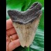 9.8 cm brown tooth of the Megalodon