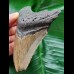 9.8 cm brown tooth of the Megalodon