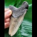 9.8 cm brown tooth of the Megalodon