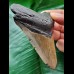 9.8 cm brown tooth of the Megalodon