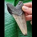9.8 cm brown tooth of the Megalodon